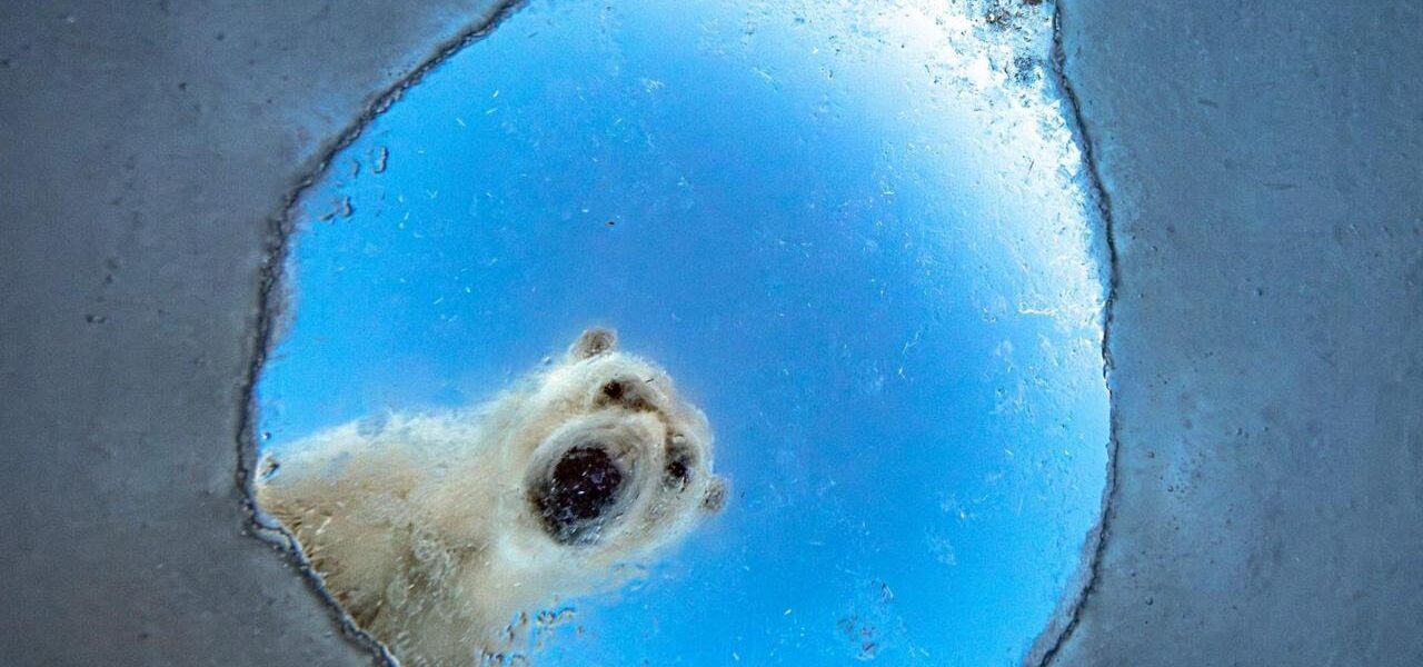 Wildlife Photographer of the Year 2026: Polar Bear and Squirrel Captivate Shortlist Wildlife Photographer of the Year 2026: Polar Bear and Squirrel Captivate Shortlist