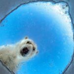 Wildlife Photographer of the Year 2026: Polar Bear and Squirrel Captivate Shortlist Wildlife Photographer of the Year 2026: Polar Bear and Squirrel Captivate Shortlist