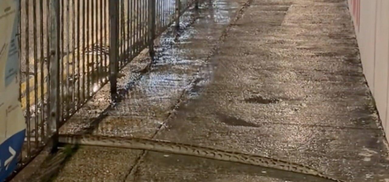 Burmese Python Sighting in Hong Kong’s Busy Causeway Bay Sparks Concern