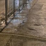 Burmese Python Sighting in Hong Kong’s Busy Causeway Bay Sparks Concern