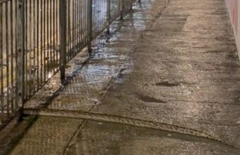 Burmese Python Sighting in Hong Kong’s Busy Causeway Bay Sparks Concern Burmese Python Sighting in Hong Kong’s Busy Causeway Bay Sparks Concern