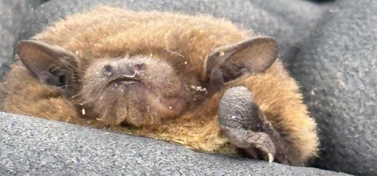 Nathusius’ Pipistrelle: Rare Breeding Bat Discovered Near Reservoir Nathusius’ Pipistrelle: Rare Breeding Bat Discovered Near Reservoir