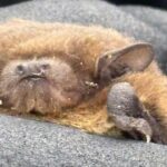 Nathusius’ Pipistrelle: Rare Breeding Bat Discovered Near Reservoir Nathusius’ Pipistrelle: Rare Breeding Bat Discovered Near Reservoir