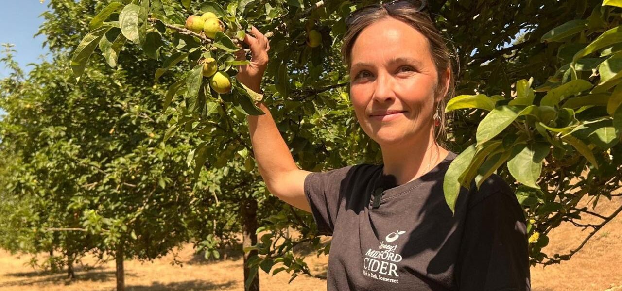 Severe Drought Drastically Reduces Apple Yields, Threatening Cider Production