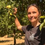 Severe Drought Drastically Reduces Apple Yields, Threatening Cider Production Severe Drought Drastically Reduces Apple Yields, Threatening Cider Production