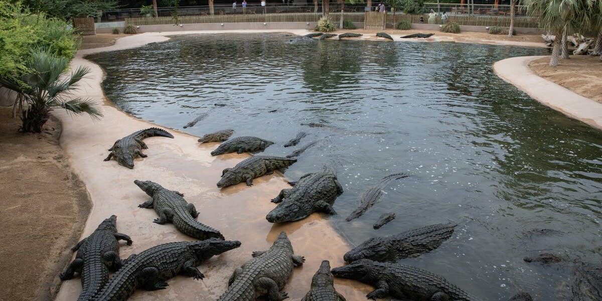 Israel Abandons Crocodile Plan for Palestinian Prisoner Jail Amid Welfare Concerns Israel Abandons Crocodile Plan for Palestinian Prisoner Jail Amid Welfare Concerns