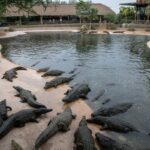 Israel Abandons Crocodile Plan for Palestinian Prisoner Jail Amid Welfare Concerns Israel Abandons Crocodile Plan for Palestinian Prisoner Jail Amid Welfare Concerns