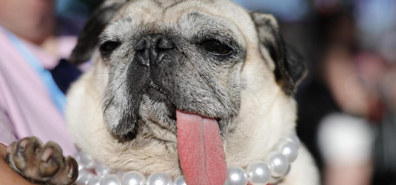 World’s Ugliest Dog Contest 2026 Winner Announced in Santa Rosa World’s Ugliest Dog Contest 2026 Winner Announced in Santa Rosa