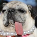 World’s Ugliest Dog Contest 2026 Winner Announced in Santa Rosa