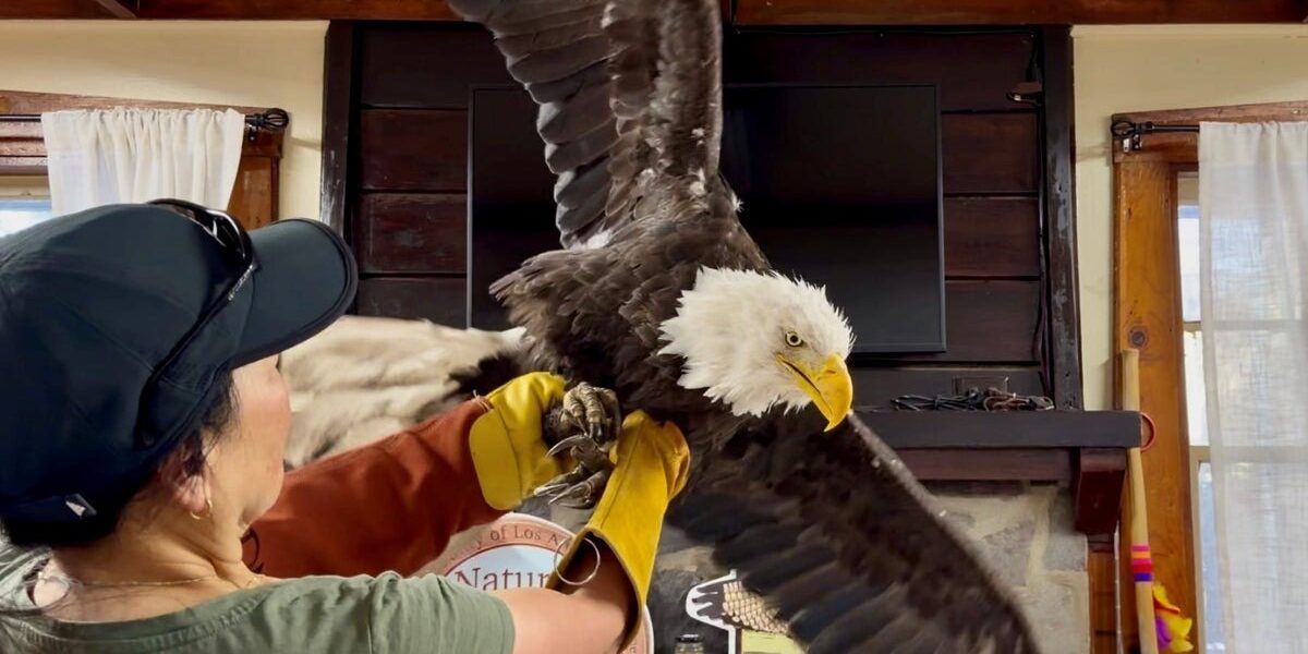Public Outrage Erupts Over Death of Jackie the Eagle at Animal Care Center