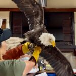 Public Outrage Erupts Over Death of Jackie the Eagle at Animal Care Center