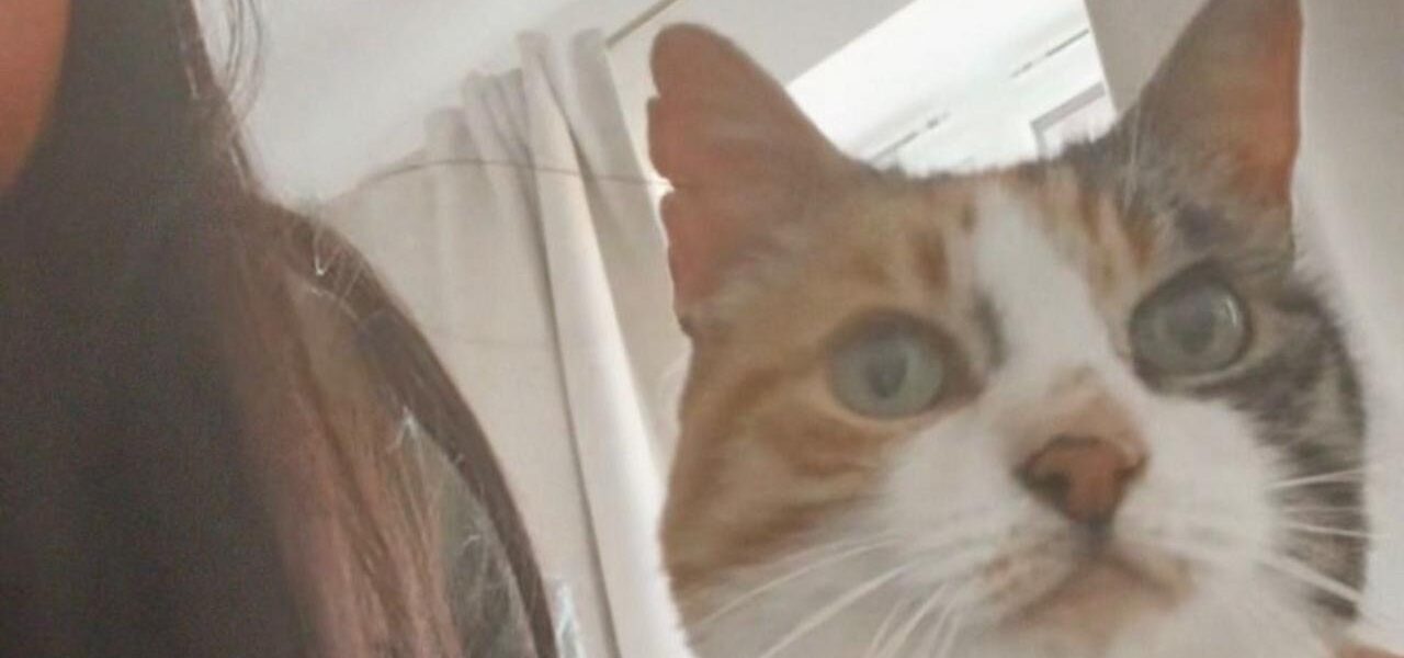 Long-Lost Cat Returns Home on Owner’s 30th Birthday After 10 Years