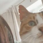 Long-Lost Cat Returns Home on Owner’s 30th Birthday After 10 Years