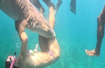 Influencer Tayane Dalazen Attacked by Shark During Brazil Dive