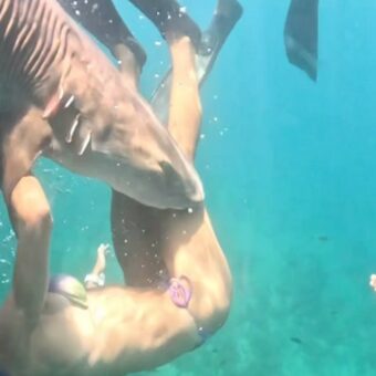 Influencer Tayane Dalazen Attacked by Shark During Brazil Dive