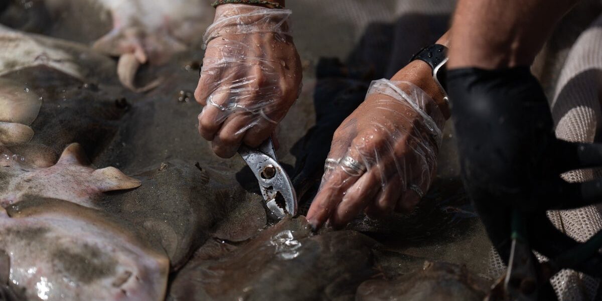 California’s Coastal Crisis: Thousands of Barbed Fish Threaten Marine Ecosystem
