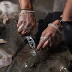 California’s Coastal Crisis: Thousands of Barbed Fish Threaten Marine Ecosystem