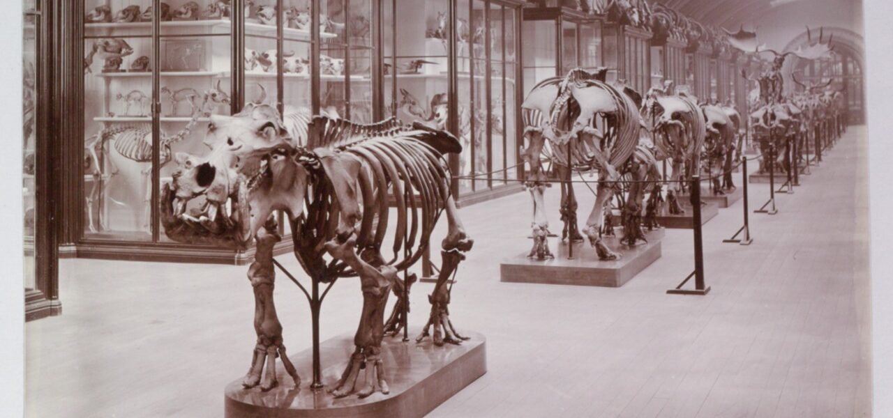 Historical Museum Gallery Reopens After 83-Year Closure Historical Museum Gallery Reopens After 83-Year Closure