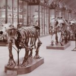 Historical Museum Gallery Reopens After 83-Year Closure Historical Museum Gallery Reopens After 83-Year Closure