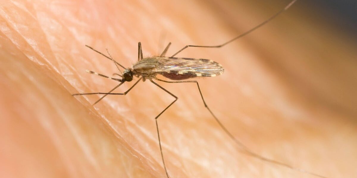 Single-Dose Malaria Drug Breakthrough Promises Simplified Global Treatment