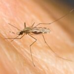 Single-Dose Malaria Drug Breakthrough Promises Simplified Global Treatment Single-Dose Malaria Drug Breakthrough Promises Simplified Global Treatment