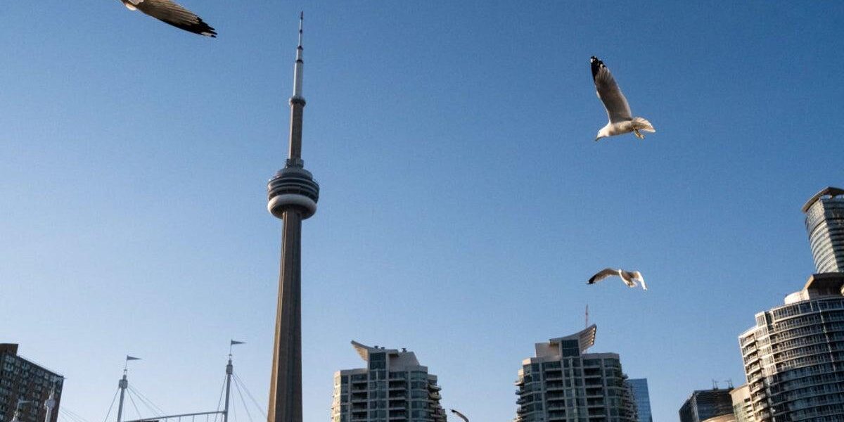 Canada’s Deadly Urban Landscape: Millions of Birds Perish Annually in Building Collisions Canada’s Deadly Urban Landscape: Millions of Birds Perish Annually in Building Collisions
