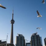 Canada’s Deadly Urban Landscape: Millions of Birds Perish Annually in Building Collisions