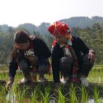 Vietnam’s Hmong People Confront Climate Crisis in Mountainous North Vietnam’s Hmong People Confront Climate Crisis in Mountainous North