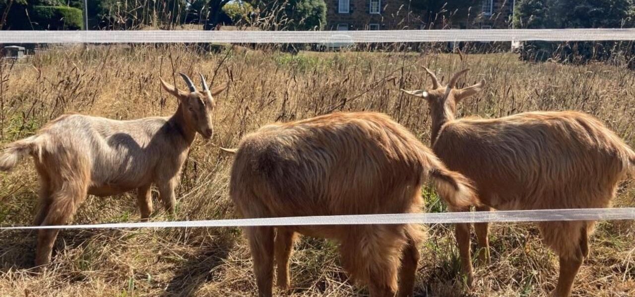Royal Golden Guernsey Goats Join Conservation Herd in Ceremony Royal Golden Guernsey Goats Join Conservation Herd in Ceremony