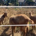 Royal Golden Guernsey Goats Join Conservation Herd in Ceremony