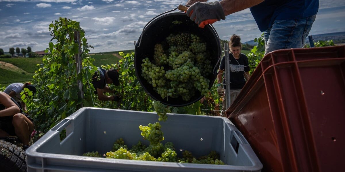 Champagne Growers Rush to Preserve Quality Amid Record-Early Harvest