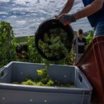 Champagne Growers Rush to Preserve Quality Amid Record-Early Harvest Champagne Growers Rush to Preserve Quality Amid Record-Early Harvest