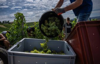 Champagne Growers Rush to Preserve Quality Amid Record-Early Harvest