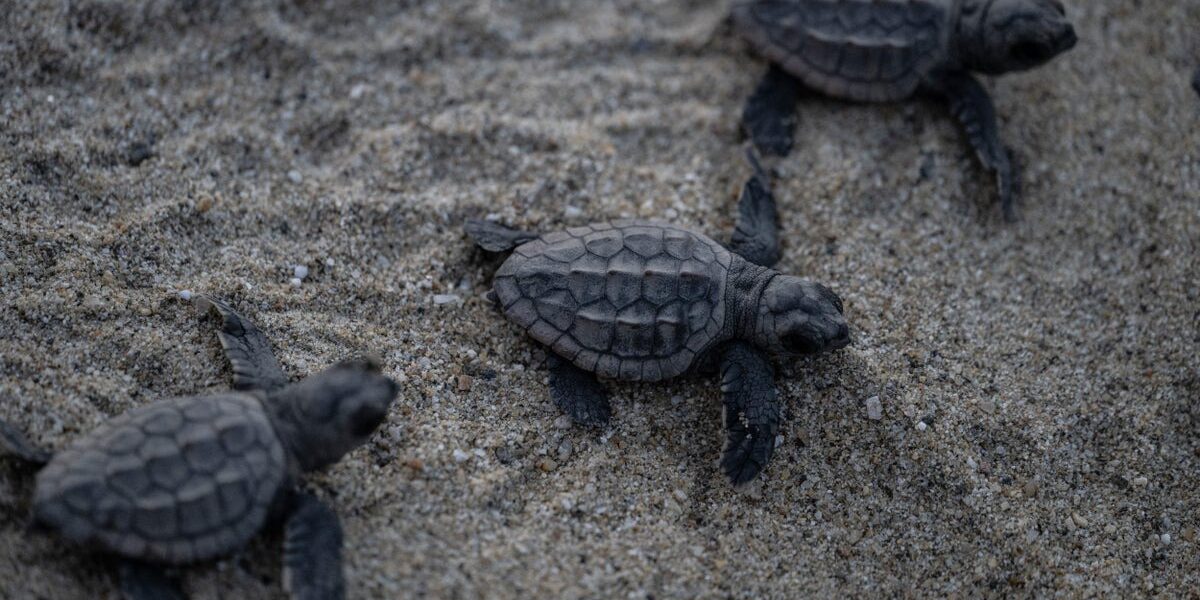 55 Newborn Turtles Perish on Florida Beach Due to Artificial Lighting 55 Newborn Turtles Perish on Florida Beach Due to Artificial Lighting