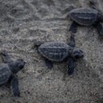 55 Newborn Turtles Perish on Florida Beach Due to Artificial Lighting