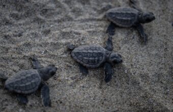 55 Newborn Turtles Perish on Florida Beach Due to Artificial Lighting