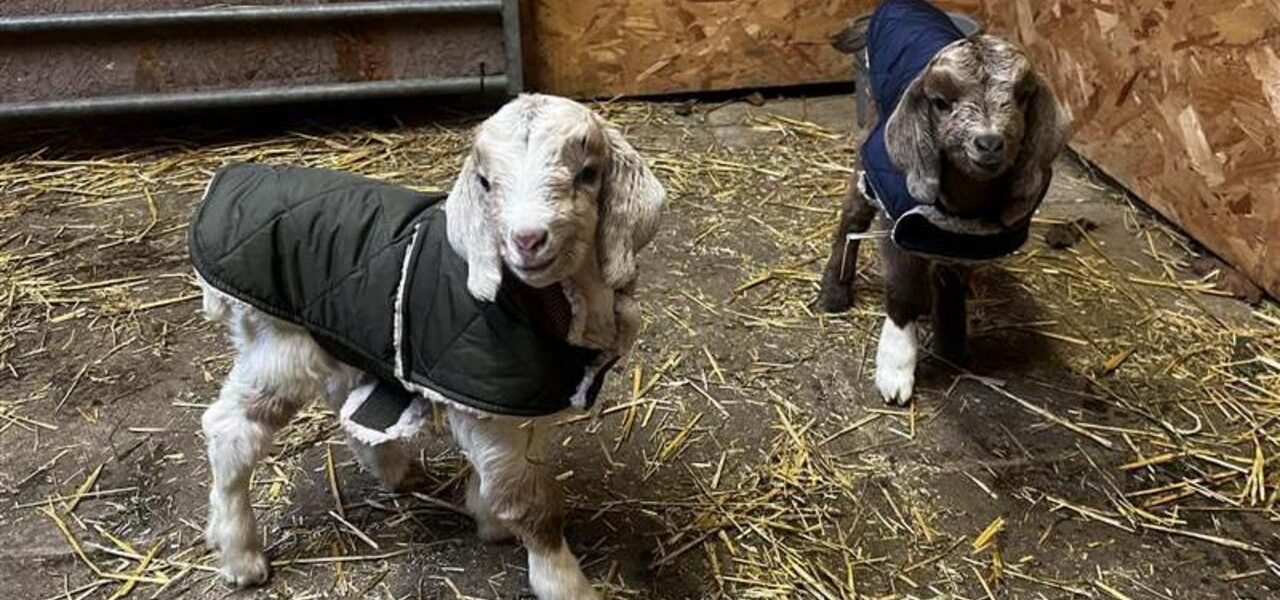 Buttercups Sanctuary Expands with 16.9 Acres Purchase to House 160 Goats Buttercups Sanctuary Expands with 16.9 Acres Purchase to House 160 Goats