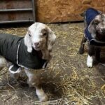 Buttercups Sanctuary Expands with 16.9 Acres Purchase to House 160 Goats Buttercups Sanctuary Expands with 16.9 Acres Purchase to House 160 Goats