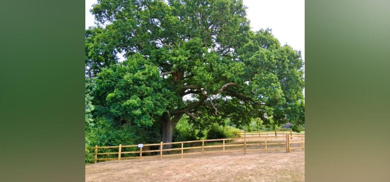Historic Oak Tree, Dating to Sir Isaac Newton’s Era, Under Protection Measures Historic Oak Tree, Dating to Sir Isaac Newton’s Era, Under Protection Measures