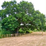 Historic Oak Tree, Dating to Sir Isaac Newton’s Era, Under Protection Measures Historic Oak Tree, Dating to Sir Isaac Newton’s Era, Under Protection Measures