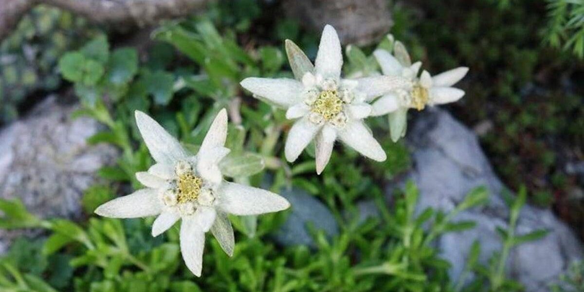 Edelweiss: The Rare Alpine Flower Capturing Rock Gardens