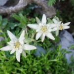 Edelweiss: The Rare Alpine Flower Capturing Rock Gardens Edelweiss: The Rare Alpine Flower Capturing Rock Gardens