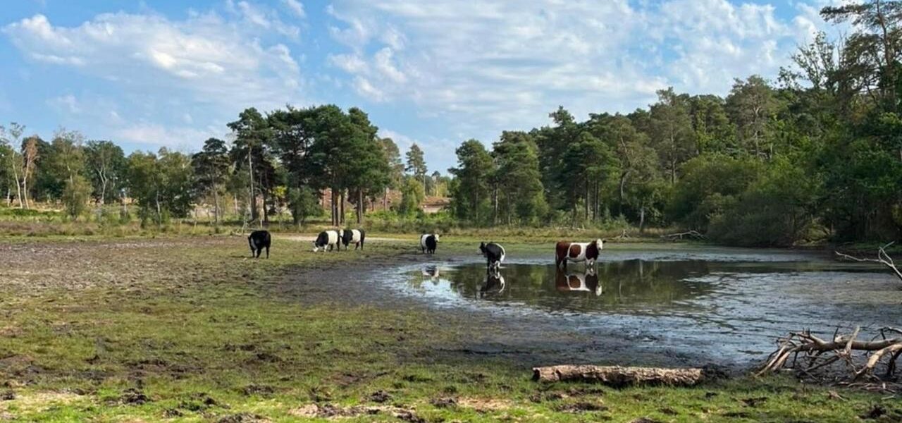 Surrey Wildlife Trust Warns of Extreme Weather as Pond Levels Hit 17-Year Low Surrey Wildlife Trust Warns of Extreme Weather as Pond Levels Hit 17-Year Low