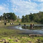 Surrey Wildlife Trust Warns of Extreme Weather as Pond Levels Hit 17-Year Low Surrey Wildlife Trust Warns of Extreme Weather as Pond Levels Hit 17-Year Low