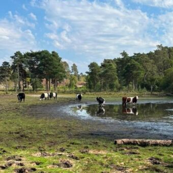 Surrey Wildlife Trust Warns of Extreme Weather as Pond Levels Hit 17-Year Low Surrey Wildlife Trust Warns of Extreme Weather as Pond Levels Hit 17-Year Low