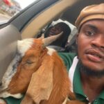 Viral Sensation: The Unlikely Graduation Gift – A Goat Viral Sensation: The Unlikely Graduation Gift – A Goat