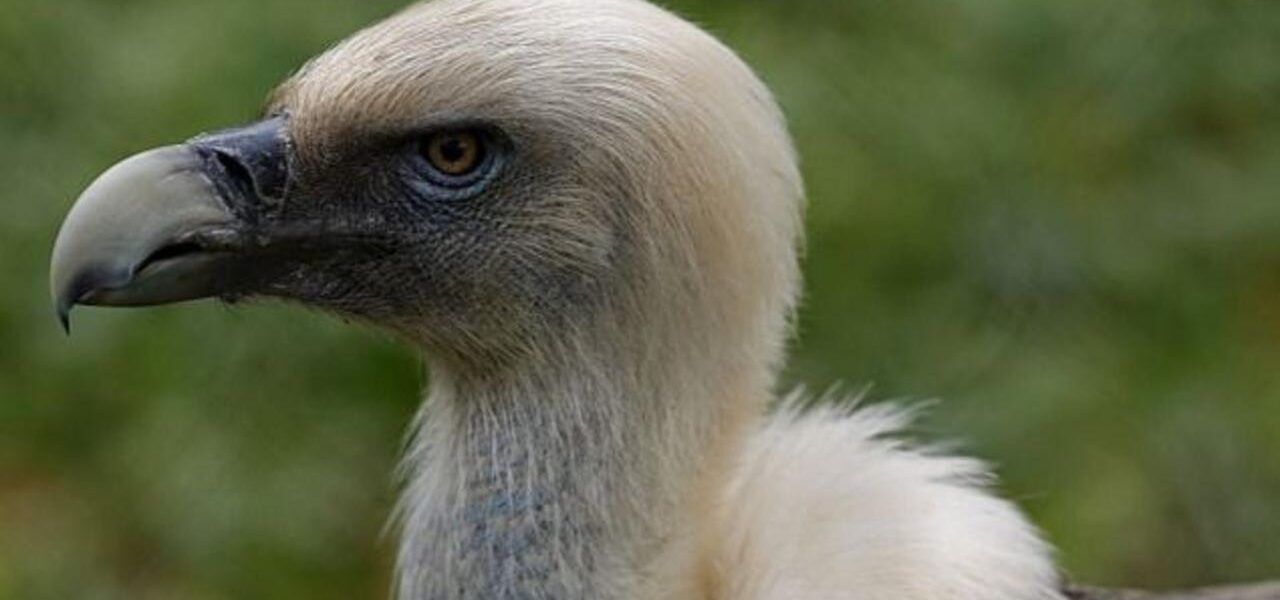 Nigerian Vulture Population Plummets as Conservation Efforts Intensify Nigerian Vulture Population Plummets as Conservation Efforts Intensify