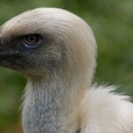 Nigerian Vulture Population Plummets as Conservation Efforts Intensify Nigerian Vulture Population Plummets as Conservation Efforts Intensify