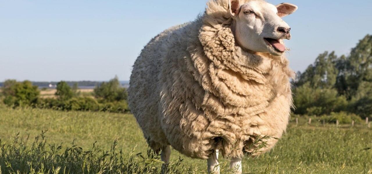 British Wool Sees Surge in Demand, Prices Rise Over 70% British Wool Sees Surge in Demand, Prices Rise Over 70%