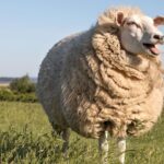 British Wool Sees Surge in Demand, Prices Rise Over 70%